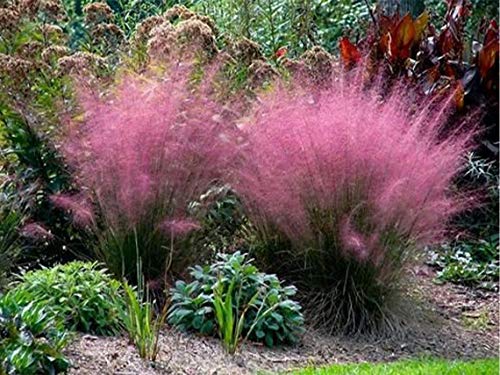 AMERICAN PLANT EXCHANGE Muhly Ornamental Grass Live Indoor Outdoor Plants 6 Pot with Pink Flowers