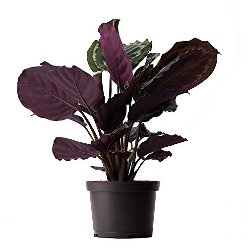 American Plant Exchange Calathea Medallion Live Peacock Prayer Plant 6 Pot Indoor Outdoor Air Purifier