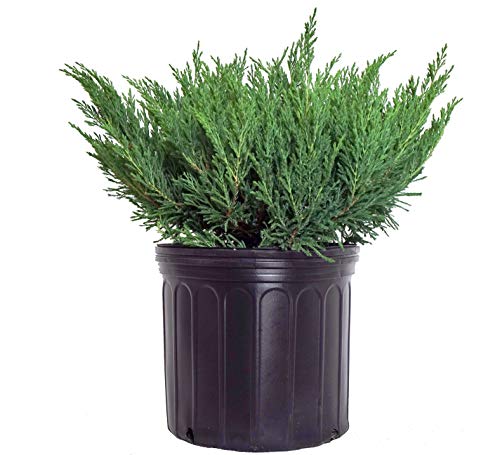 Compact Andorra Juniper green leafed evergreen in 3 Gallon pot  Juniper Horizontalis plumosa compacta Youngstown