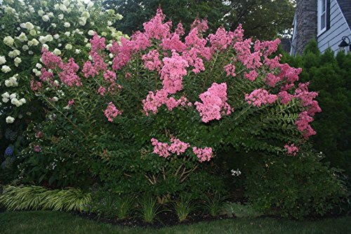 Dwarf Crape Myrtle Assortment Pack of 5 White Pink Watermelon Red Red  Purple Matures 610 (24ft Tall When Shipped Well Rooted with Pots  Soil)