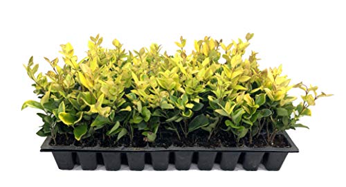 Ligustrum Japonicum Howardi  40 Live Plants  Evergreen Privacy Hedge Yellow Tip