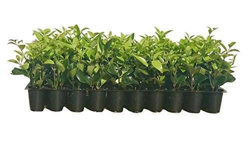 Ligustrum Waxleaf Privet  20 Live Plants  Evergreen Privacy Hedge