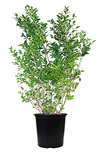 Ligustrum ovalifolium (California Privet) Shrub 3  Size Container