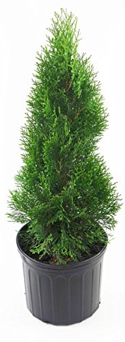 Live plant from Green Promise Farms Thuja occidentalis Smargd Emerald Green Arborvitae Evergreen 3 Size Container