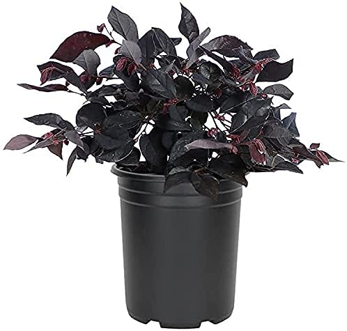 Loropetalum Carolina Midnight  1 Live Quart Size Plant  Chinensis Rubrum  Colorful Blooming Hedge Shrub Tree