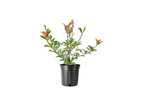Photinia Red Tip  3 Large Gallon Size Plants  Photinia x Fraseri  Evergreen Landscape Hedge Shrub