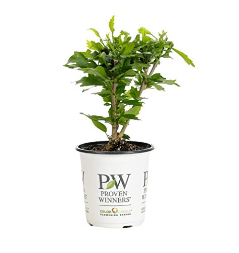 Proven Winners HIBPRC2417800 White Pillar Live Shrub 45 in Qt