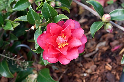 Shishi Gashira Pink Camellia Sasanqua  Live Plant  Quart Pot