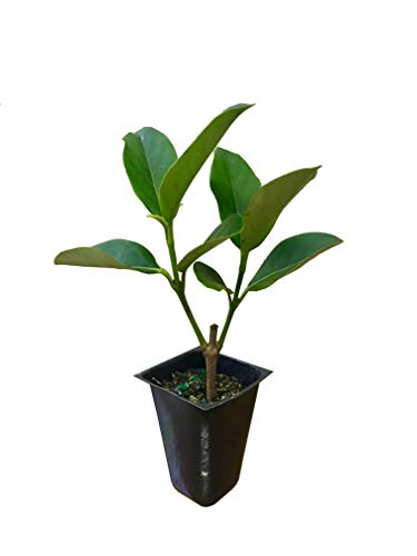 Sweet Viburnum Odoratissimum  20 Live Plants  Evergreen Privacy Hedge