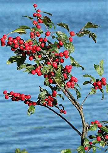 Winterberry Holly Ilex Verticillata Black Alder Tree Shrub Red Berry jocad (50 Seeds)
