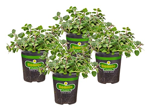 Bonnie Plants Greek Oregano Live Herb Plants  4 Pack Perennial in Zones 5 To 9 Major Ingredient in Greek Italian  Spanish Cuisine