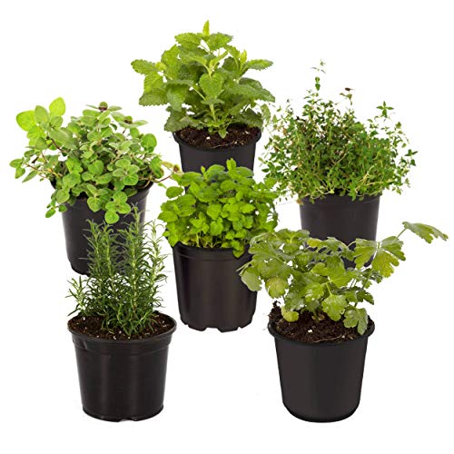 Live Aromatic and Edible Herb Assortment (Eucalyptus Lemon Balm Lavender Mint Oregano Other Assorted Herbs) 6 Plants Per Pack