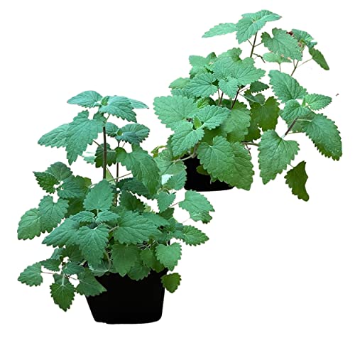 Live Organic Catnip (2 Plants Per Case) 5 Pot Natural Stimulant for Cat Activity