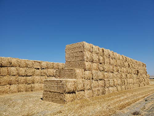 New Harvest Premium 100 Natural Wheat Straw Grass Harvested 2021 Farmer Direct Excellent Animal Bedding Garden Cover Mulch and Farm Wheat Straw 5lbs Straw Shipped