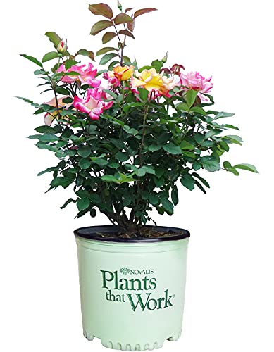 Live plant from Green Promise Farms Rosa Sunset Horizon Rose 3Size Container OrangeYellow Flowers