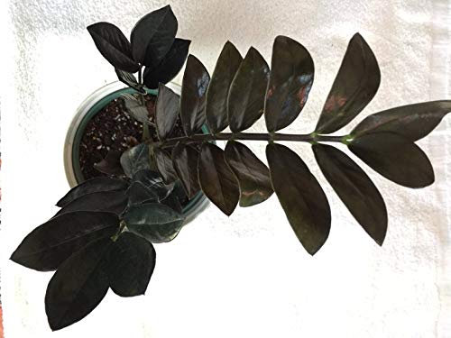 1 Raven ZZ Plant Black Zamioculcas Zamiifolia Plant TMB45