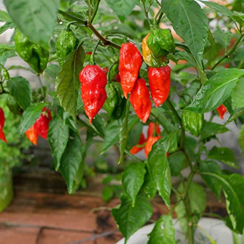 Ghost Pepper Seeds for Planting Bhut Jolokia 25 Seeds by TKE Farms  Gardens Instructions Included