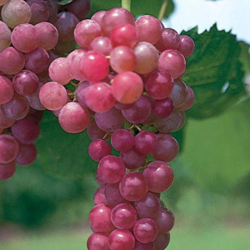 Pixies Gardens Flame Seedless Grape Vine Shrub Live Fruit Plant for Planting - Most Common Variety of Red Grapes Found in Grocery Stores Flame is Often Used for Raisins