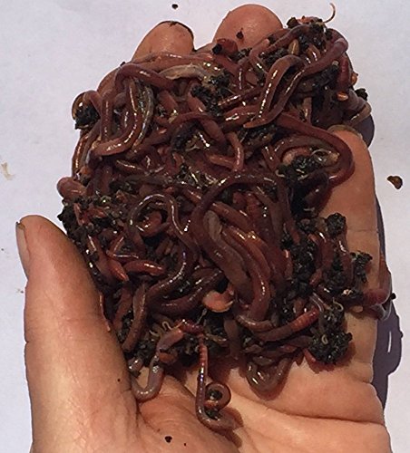 1000 Red Worms Red Wigglers Compost Earthworms Organic Sustainably Raised