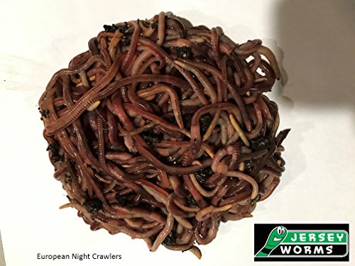 Jersey Worms European Nightcrawlers fishing and composting worms-200 Count