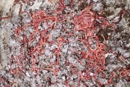 Red Wiggler Worms Composting Worms 1000 - 10000 count