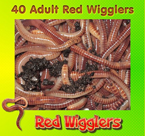 Red Wigglers 40 Adult Live Healthy Large Red Worms for Composting And Garden