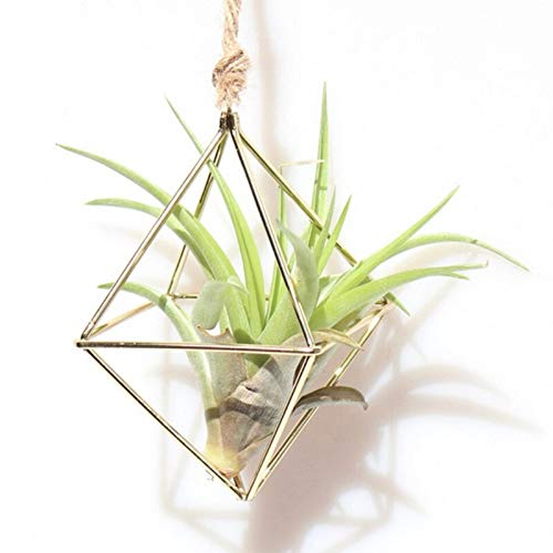 Hanging Baskets - Home Decor Hanging Tillandsia Air Plants Rack Metal Geometric Iron Art Flower Planter Pot Gardening - Large Toilet Seeds Cabinet Organizer Small Laundry Hanging Wall Live Pa