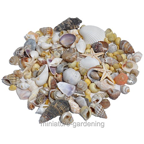 Miniature Fairy Garden Tiny Starfish And Seashells