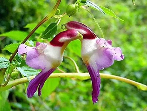 Parrot 100 Ambizu 5050pcs China Rare Parrot Orchid Flowers Seeds Worlds Rare High Grade Bonsai Garden Home Seeds Semillas Loro Flores