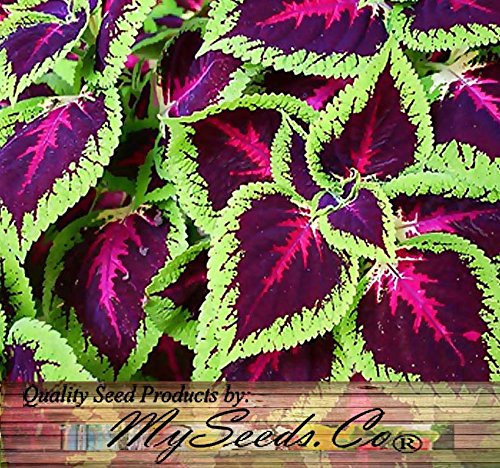 1000 x Coleus blumei Rainbow Mix FLOWER SEEDS - BRIGHT LIVELY COLORS - spirit of victorian garden - By MySeedsCo