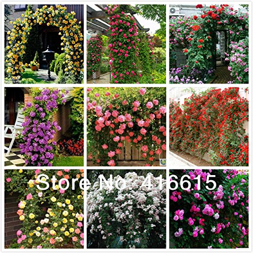 450 Pcs Climbing Roses Seeds,climbing Plants ,chinese Flower Seeds ,9 Species Variety, Each Of Variety 50 Pieces