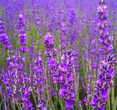 500 TRUE ENGLISH LAVENDER VERA Lavender Augustifolia Vera Herb Flower Seeds