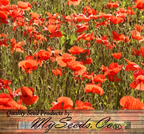 Big Pack - Red Poppy 100000 Heavy Bloomer Flower Seeds - Papaver Rhoeas - Zones 3-9 By Myseedsco