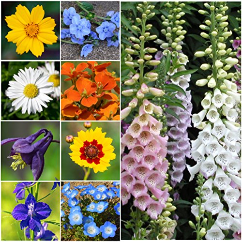 Bulk Package Of 30,000 Seeds, Partial Shade Wildflower Mixture (15 Species) Non-gmo Seeds By Seed Needs