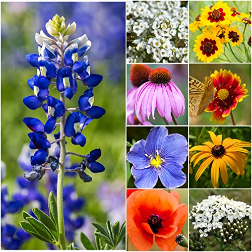 Bulk Package Of 30000 Seeds Texas  Oklahoma Wildflower Mixture 100 Pure Live Seed Non-gmo Seeds By Seed