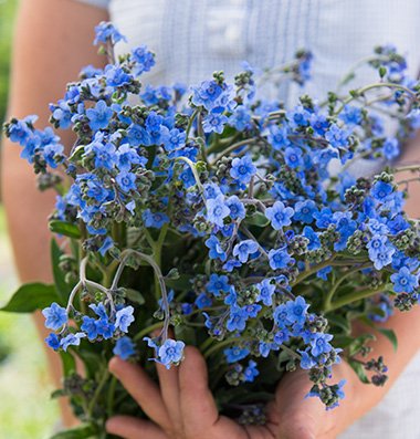 David's Garden Seeds Flower Cynoglossum Chinese Forget Me Not D1931 (blue) 1000 Heirloom Seeds