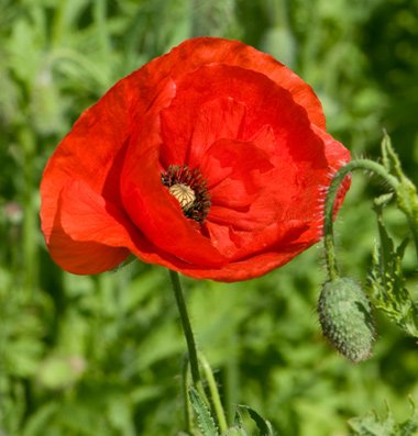 David's Garden Seeds Flower Poppy Corn D1611 (red) 1000 Open Pollinated Seeds