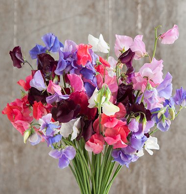 David's Garden Seeds Flower Sweet Pea Elegance Formula Mix D1920 (multi Colored) 50 Open Pollinated Seeds