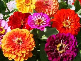 David's Garden Seeds Flower Zinnia California Giants Heat Tolerant Dgs0987 (multi Colors) 500 Heirloom Seeds