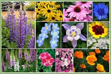 David's Garden Seeds Wildflower Deer Resistant Mix Dgs112bvc (various) 1000 Open Pollinated Seeds