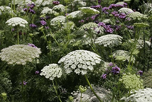 Flower Seeds - Annual Queen Anne's Lace - Ammi Majus - Annual - Liliana's Garden