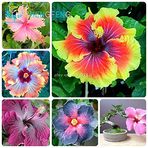 On Sale 200pcs Hibiscus Seeds 24kinds Hibiscus Rosa-sinensis Flower Seeds Hibiscus Tree Seeds for Flower Potted Plants