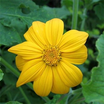 Outsidepride Mexican Sunflower Yellow - 500 Seeds