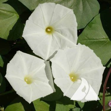 Outsidepride Moonflower Flower Seed - 100 Seeds