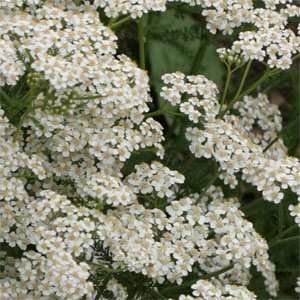 Outsidepride Yarrow White Wildflower - 5000 Seeds