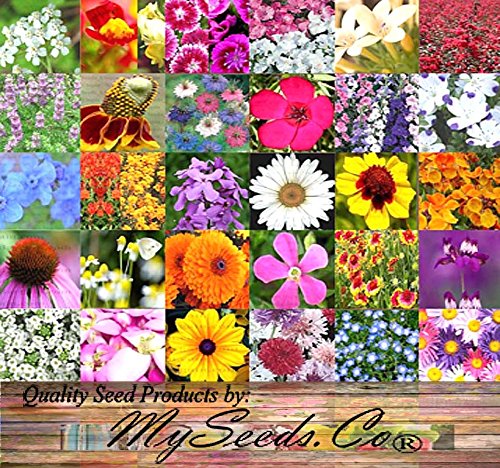 PERENNIAL Wildflower SEEDS - BULK MIX - Minimum 30 VARIETIES - 100 seed NO FILLERS - By MySeedsCo 001 oz - 350 sq ft