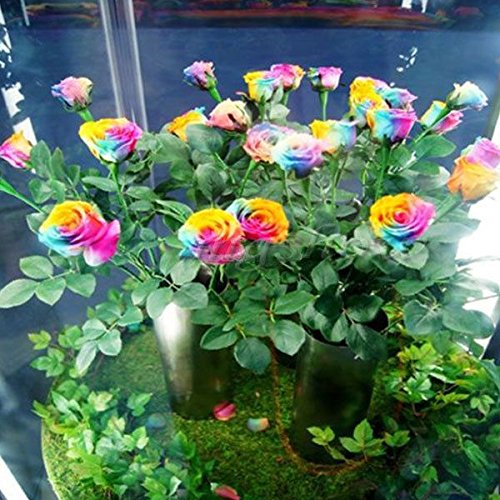 Rose Flower Seeds 100 Pieces Rainbow