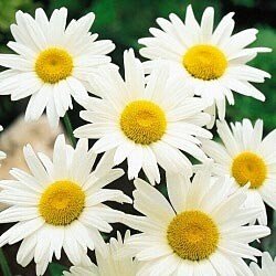 Shasta Daisy Alaska Nice Garden Flower Bulk 25000 Seeds