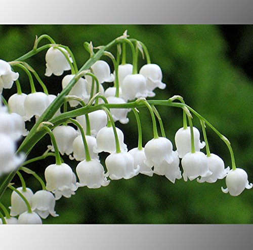 White Lily D Ambizu Heirloom White Lily of the Valley Convallaria Majalis Perennial Flower Seeds Professional Pack 50 Seeds