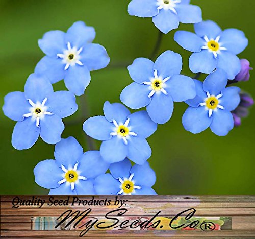 1000 X French Forget Me Not - Myosotis Sylvatica Flower Seeds - Perennial Zone 3-9 - By Myseedsco